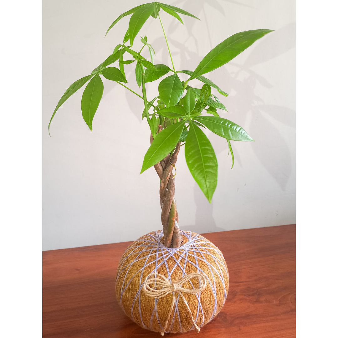 Pachira kokedama - Envoi de plantes naturelles